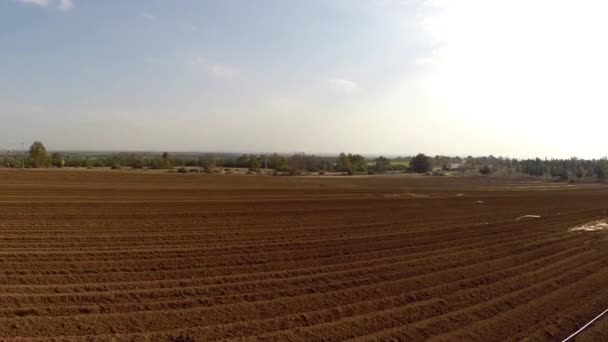 Potato Field — Stock Video