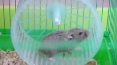 hamster tekerlek bir kafes üzerinde
