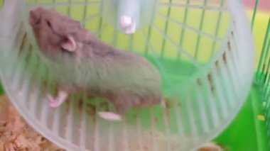 hamster tekerlek bir kafes üzerinde