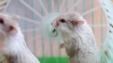 hamster tekerlek bir kafes üzerinde