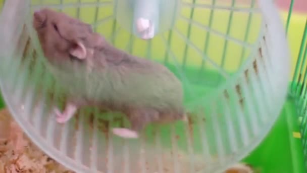 Hamster na roda em uma gaiola — Vídeo de Stock