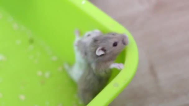 Hamster beim Versuch, der Pfanne zu entkommen — Stockvideo