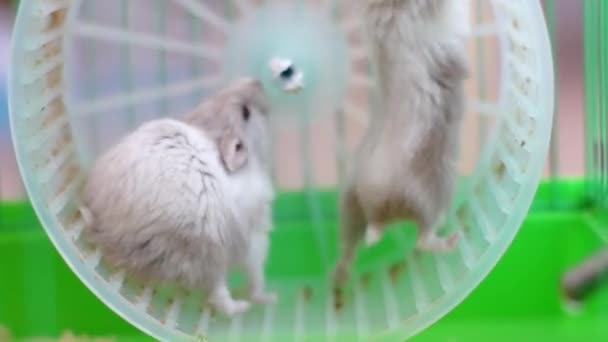 hamsters on wheel in cage — Stock Video © ronib1979 #45347935