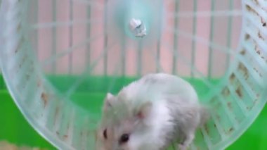 hamster tekerlek bir kafes üzerinde