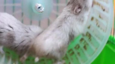 2 hamster kafes içinde tekerlek üzerinde