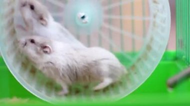 2 hamster kafes içinde tekerlek üzerinde