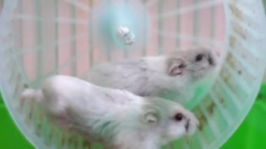 2 hamster kafes içinde tekerlek üzerinde