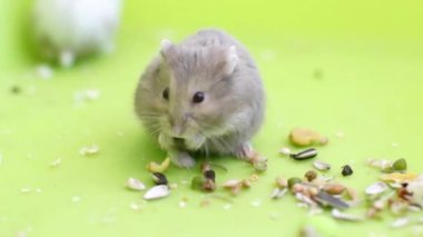 yeme hamster