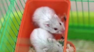 Kafesteki Hamsterlar