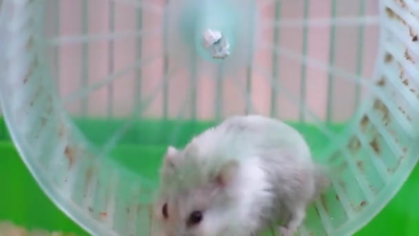 Hamster på hjul i en bur — Stockvideo