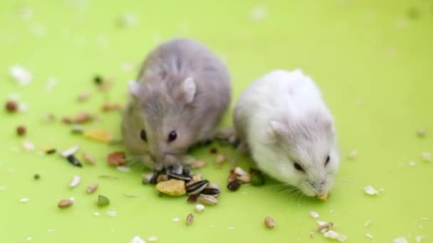 Hamsters comendo — Vídeo de Stock