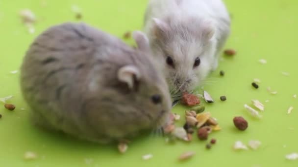 Hamsters eten — Stockvideo