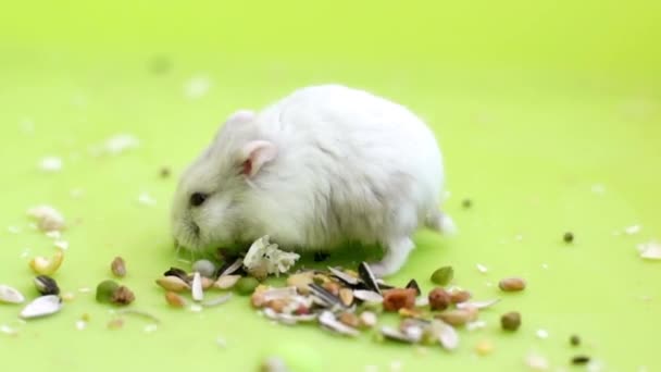 Hamsters comendo — Vídeo de Stock