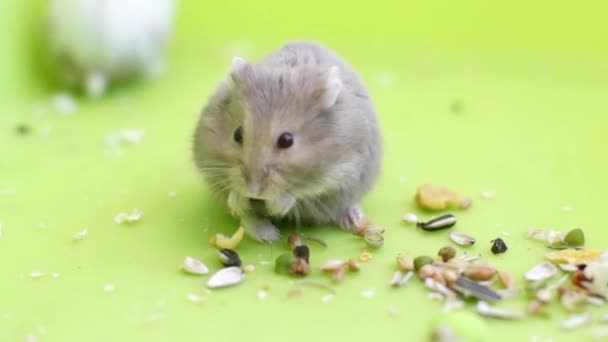 Hamsters eating — Stock Video