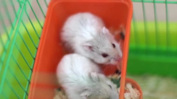 Hamsters in een kooi — Stockvideo