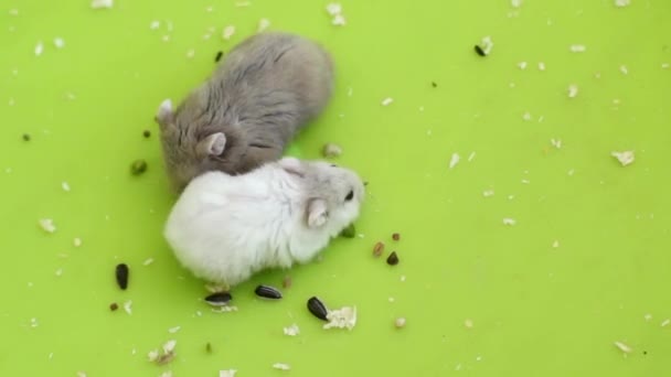 Hamsters comiendo — Vídeo de stock