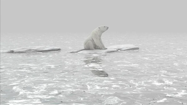 Niedźwiedź Polarny Siedzący Ostatniej Topniejącej Górze Lodowej Oceanie Widok Lotu — Zdjęcie stockowe