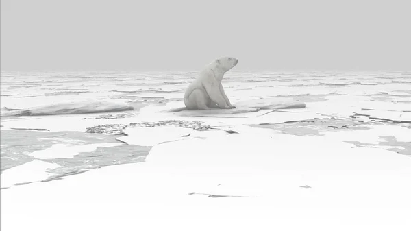 Eisbär Sitzt Bei Sonnenuntergang Auf Gefrorenem Meereis Eisbär Vom Aussterben — Stockfoto