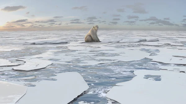 Orso Polare Seduto Sul Ghiaccio Marino Congelato Tramonto Concetto Riscaldamento — Foto Stock