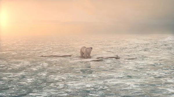 極熊は海の中で最後の氷解した氷山の上に立ち 地球温暖化の概念 絶滅の危機にある極熊 — ストック写真