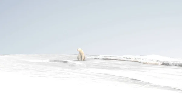 Niedźwiedź Polarny Siedzący Śnieżnym Lodzie Koncepcja Globalnego Ocieplenia Niedźwiedź Polarny — Zdjęcie stockowe