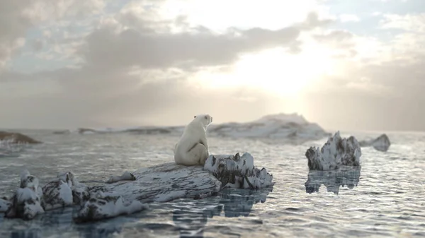 Polar bear Standing and sitting alone on a Rock with north pole landscapeDrone view,global warming concept, polar bear in extinction danger