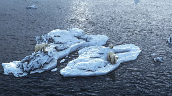 Drei Eisbären Auf Dem Schmelzenden Arktischen Meereis Luftaufnahme Drohne Konzept — Stockfoto