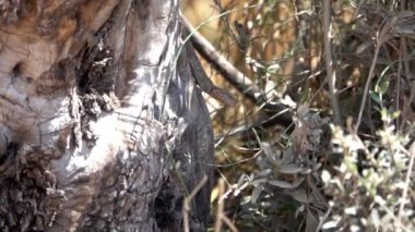 Kertenkele ağaç gövdesinde Kertenkele resmi, İsrail