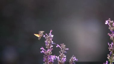 Sfenks güvesi mor çiçekten nektar emiyor Sfenks güvesinin orta boy görüntüsü, İsrail