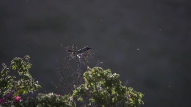 Beyaz, Robin 'i 2021' de İsrail 'den ağır çekimde boğdu.