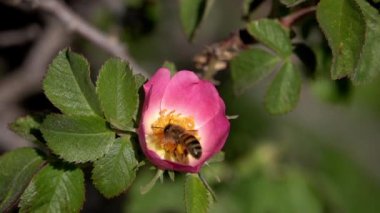 Tozlanan Arı Köpek Gülü Çiçeği Yaklaş İsrail 'den ağır çekim, 2021