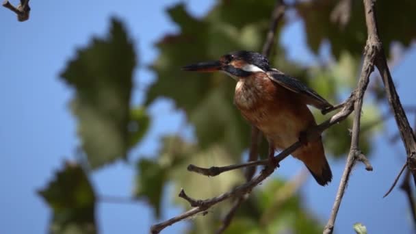 White Throated Kingfisher Branchclose Slow Motion Shot Israel 2021 — 비디오