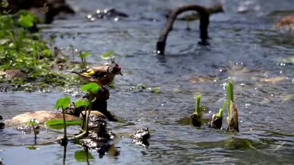 Evropské Goldfinch Koupání Streamstřední Zpomalení Záběr Izraele 2021 — Stock video