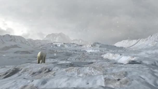 Eisbär Sitzt Auf Schneebedeckter Arktischer Felsenlandschaft Antennenblick Konzept Der Globalen — Stockvideo
