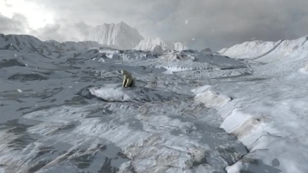 Orso Polare Seduto Paesaggio Roccioso Artico Innevato Vista Aerea Drone — Video Stock