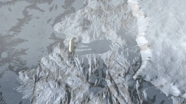 Oso Polar Caminando Solo Paisaje Ártico Nevado Vista Aérea Arriba —  Fotos de Stock