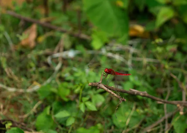 Scarlet Skimmer Orthetrum Testaceum Libélula Odonato Insecto Una Zona Rural — Foto de Stock