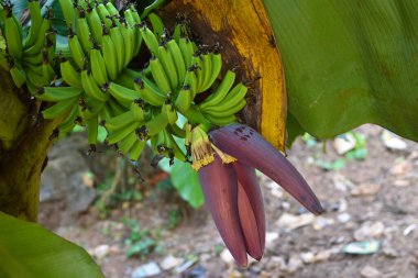 Ormanda açtığı çiçeklerle olgunlaşmamış muzlar yakın mesafede.