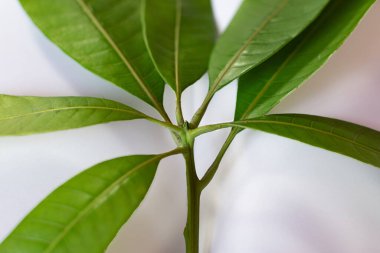 Güneş 'e doğru büyüyen yeşil yapraklar - temiz enerji ve ekoloji kavramı