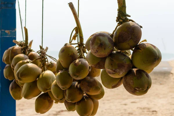 在印度西孟加拉邦的Tajpur海滨 一批挂在卖家展台前准备出售的绿色椰子 — 图库照片