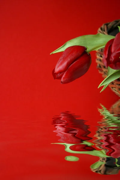 Red tulips on red background — Stock Photo, Image