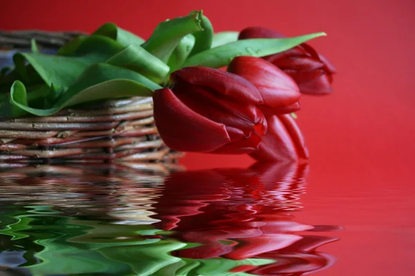 Röda tulpaner på röd bakgrund — Stockfoto
