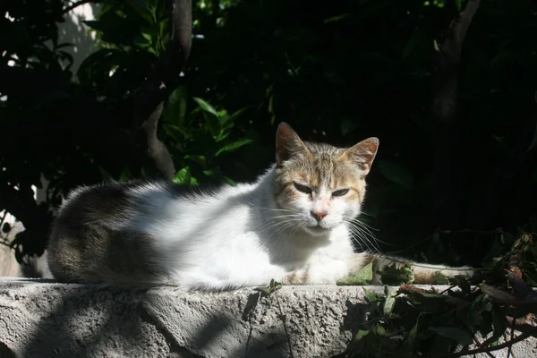 Kedi izliyor — Stok fotoğraf