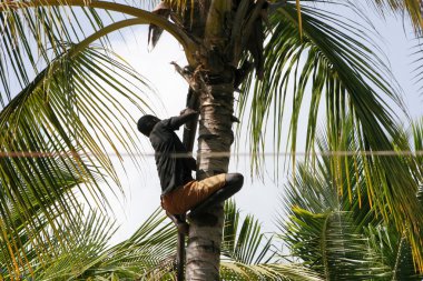 Man climbs on a tree to reap crop of a cocoes