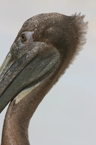 Pelican — Stok Foto