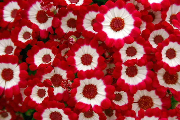 Red and white flowers — Stock Photo, Image