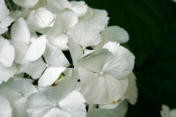 Hortensja biała — Zdjęcie stockowe