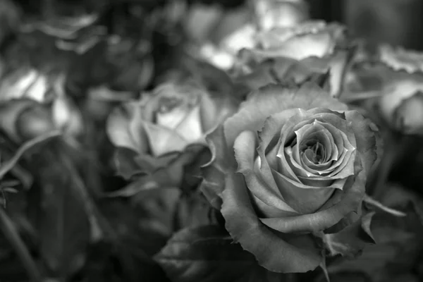 Bir vazo Gül siyah beyaz resim — Stok fotoğraf