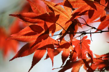 akçaağaç yaprakları