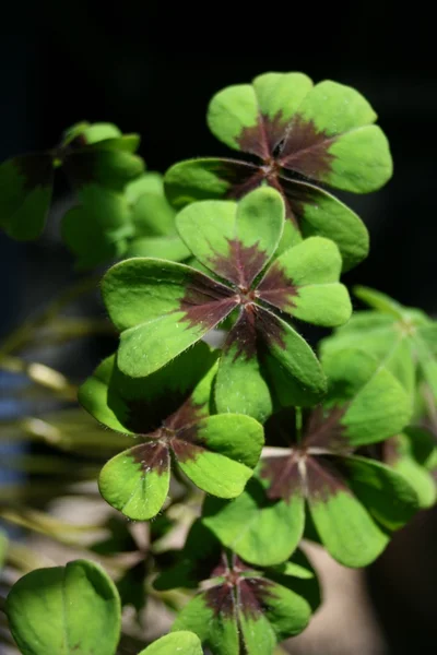 Quatrefoil tréboles de hojas — Foto de Stock